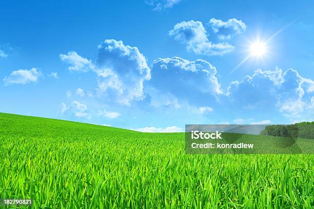 Summer Landscape Stock Photo - Download Image Now - Agricultural Field, Agriculture, Blue