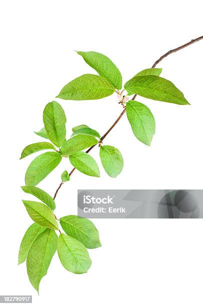 Bird Cherry Branch Stock Photo - Download Image Now - Branch - Plant Part, Cherry Tree, Close-up