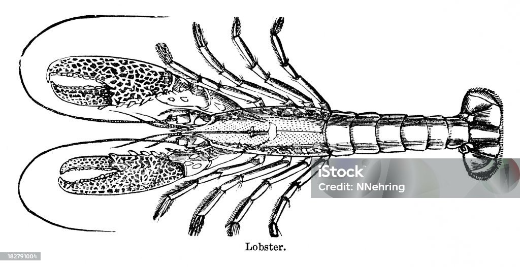 lobster Гравировка - Стоковые иллюстрации 1880-1889 роялти-фри