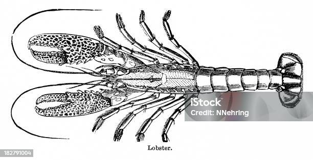 Lobster Гравировка — стоковая векторная графика и другие изображения на тему 1880-1889 - 1880-1889, 1882, XIX век