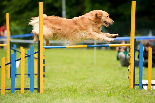 cane agilità con golden retriever - exhibition of dog foto e immagini stock