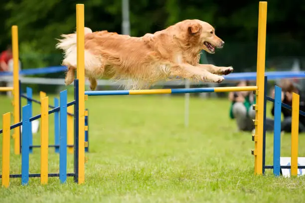 golden retriever jumping on a dog agility course