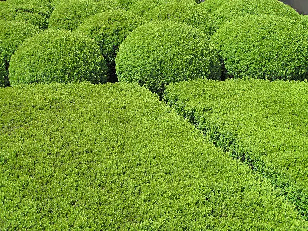 Garden design with boxwood hedges and balls.