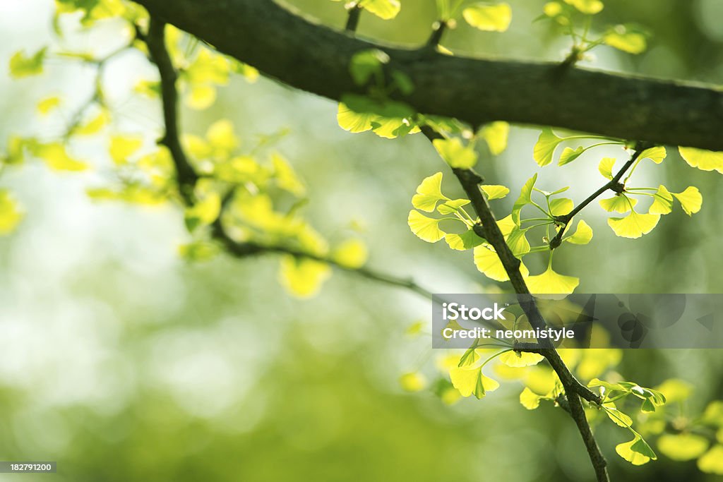 Ginkgo feuilles - Photo de Beauté de la nature libre de droits