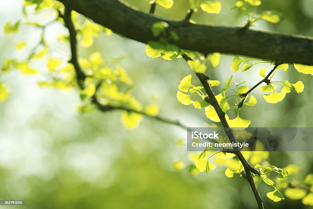 Foglie di Ginkgo - Foto stock royalty-free di Ambientazione esterna