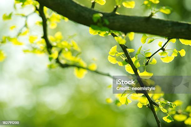 Gingo Folhas - Fotografias de stock e mais imagens de Ao Ar Livre - Ao Ar Livre, Arbusto, Beleza natural