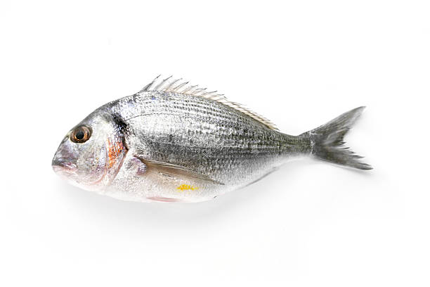 fish isolated on white stock photo
