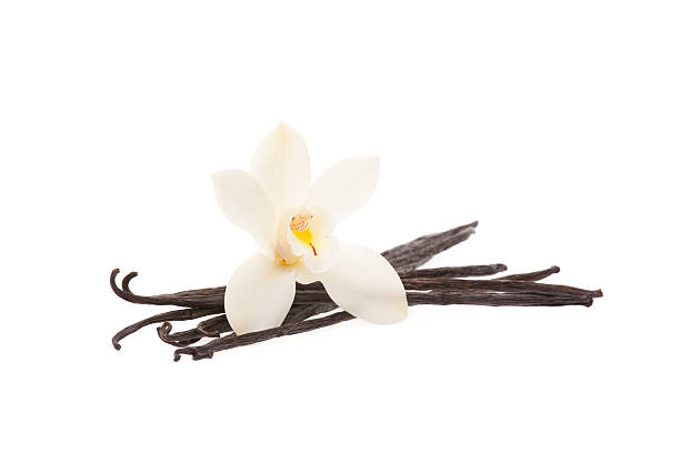 vanilla beans with orchid orchid with vanilla isolated on white single flower flower black blossom stock pictures, royalty-free photos & images