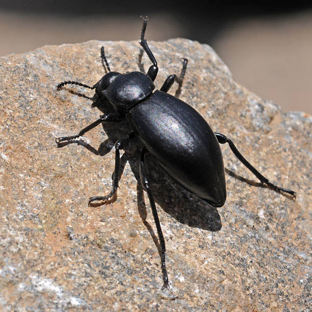 Darkling beetle, stink bug or clown beetle, Eleodes species. California, USA.