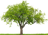 Green cherry tree or Prunus avium on grass field