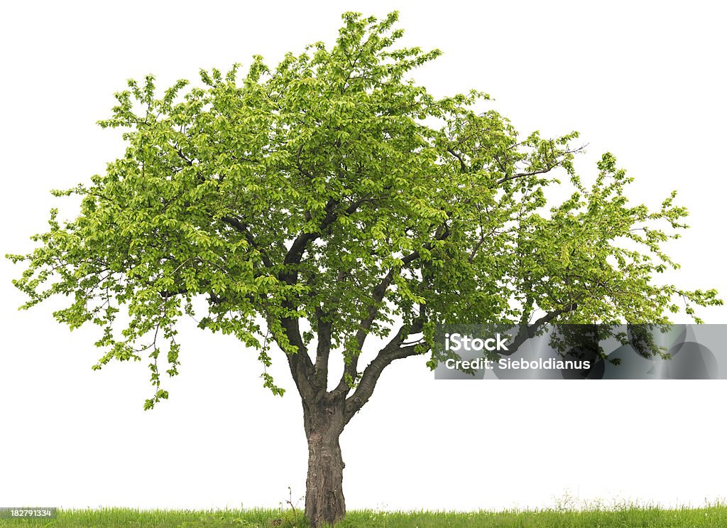 Green cherry tree or Prunus avium on grass field Cherry tree (Prunus avium) on grass field isolated on white. Tree Stock Photo