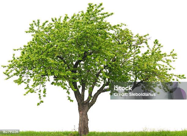 Green Cherry Tree Or Prunus Avium On Grass Field Stock Photo - Download Image Now - Tree, Cut Out, White Background