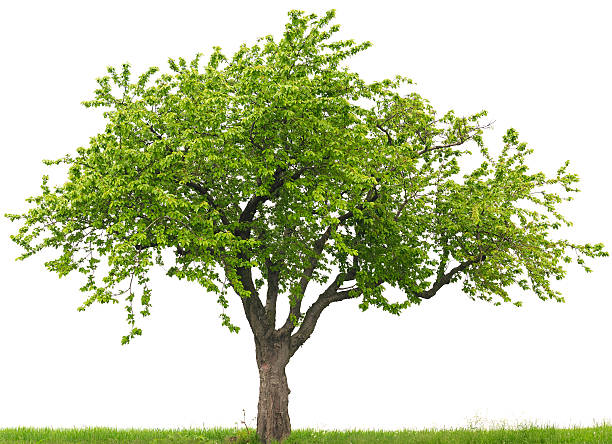 zielone drzewo wiśni lub prunus avium na trawie pola - czeremcha zdjęcia i obrazy z banku zdjęć