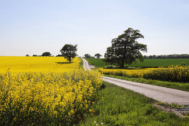 spring fields of rapeseed and growing wheat, essex, england a country lane bisects fields of flowering rapeseed and new wheat   in late spring in the flat, rolling countryside of Essex, england essex stock pictures, royalty-free photos & images