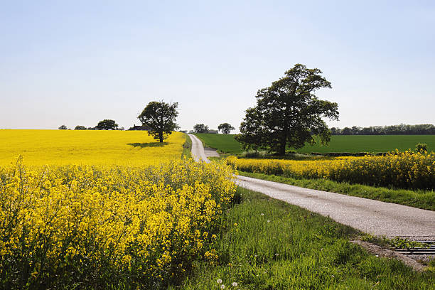 primavera campo de colza e cultivo de trigo, essex, reino unido - essex imagens e fotografias de stock