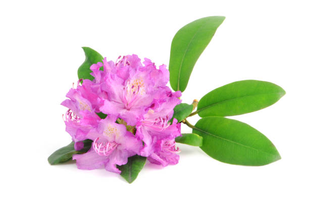 isolated purple Rhododendron stock photo
