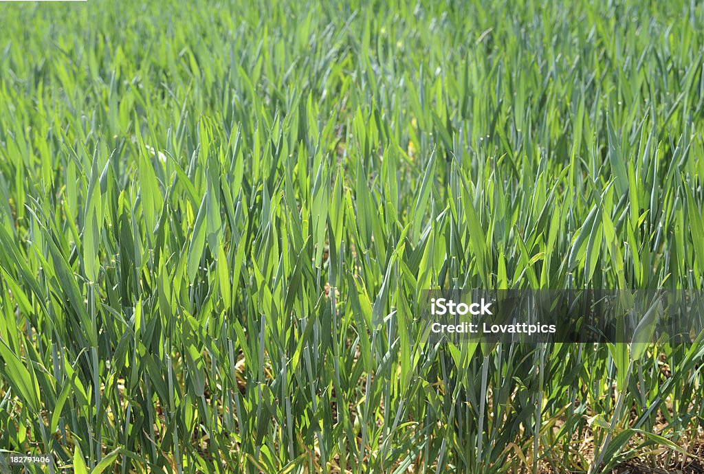 Herbe-plan. - Photo de Arrière-plan net libre de droits