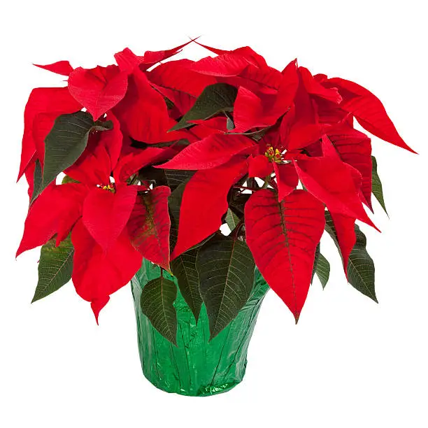 Beautiful red poinsettia isolated on white