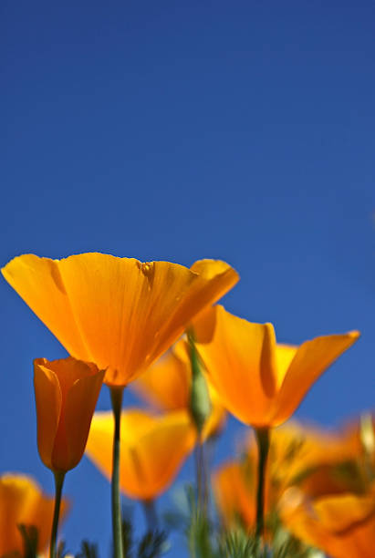 istock Wild california poppies 182791579