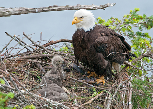 Eagle Nest with Mother & 2 Chicks.  Three weeks after hatch. Focal point on Eaglet.