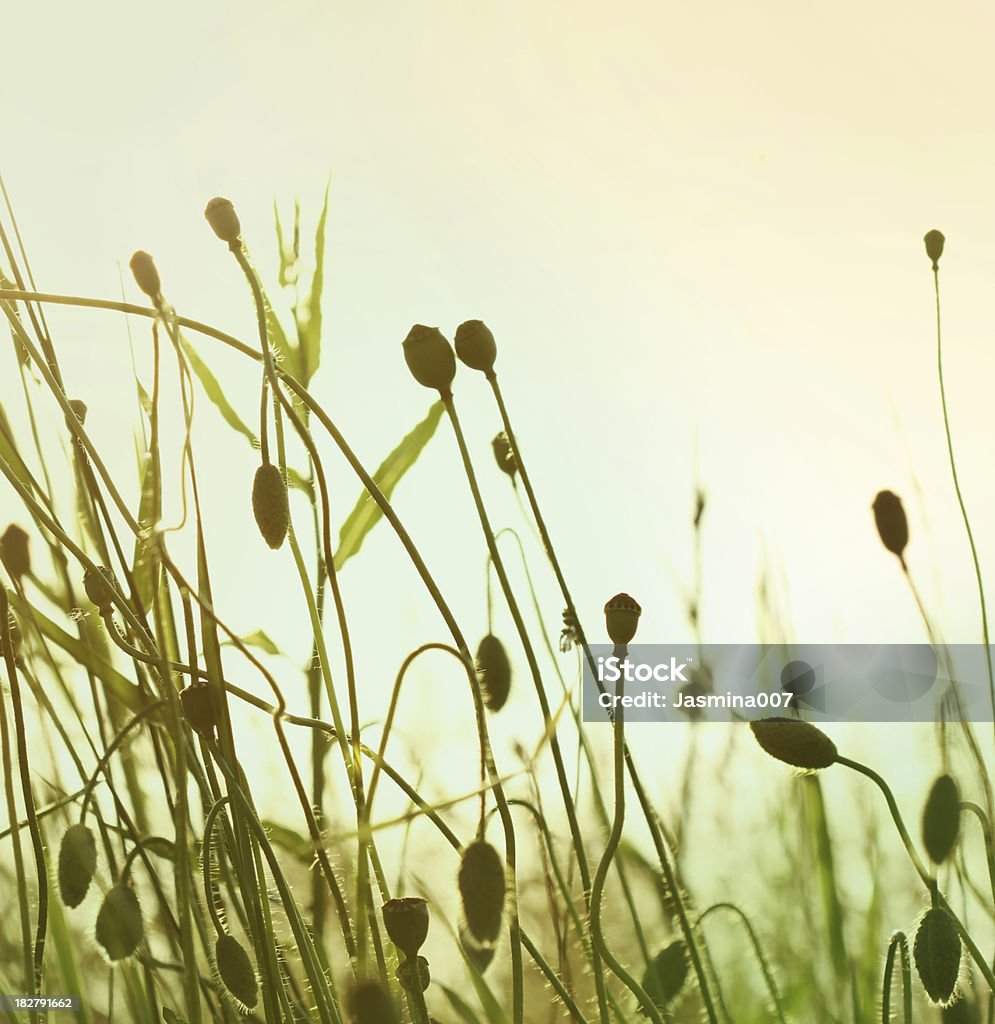 Poppy papilles au coucher du soleil - Photo de Beauté de la nature libre de droits