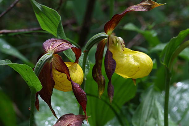 yellow wild lady slipper in naturepark lechtal