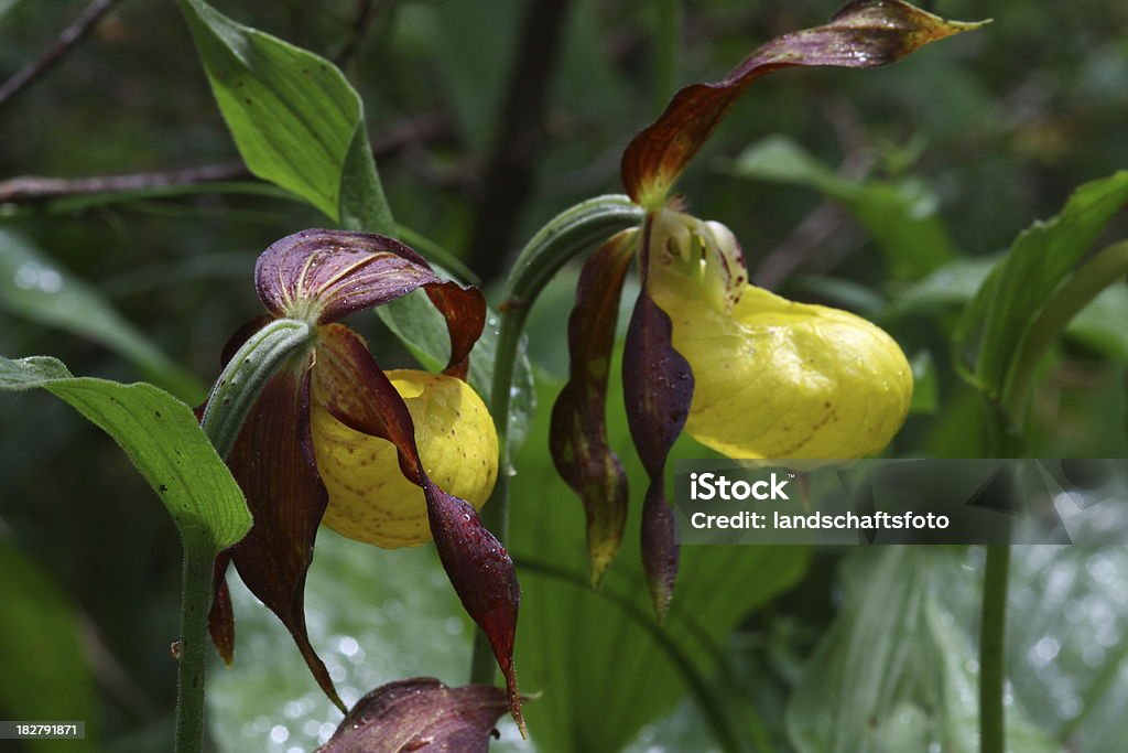 Frauenschuhe-Cypripedium calceolus - Zbiór zdjęć royalty-free (Sabotek)