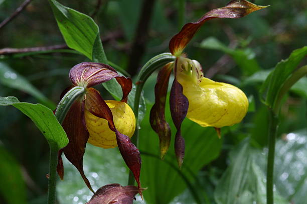 Cтоковое фото Frauenschuhe-Cypripedium calceolus