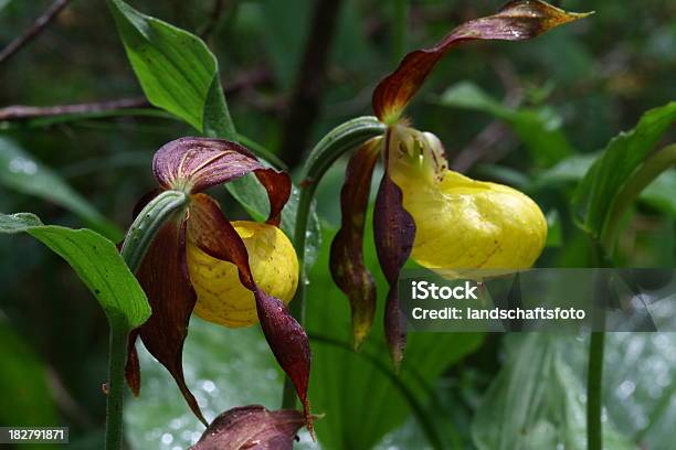 Frauenschuhecypripedium Calceolus — стоковые фотографии и другие картинки Башмачок настоящий - Башмачок настоящий, Капля - Жидкоcть, Опыление