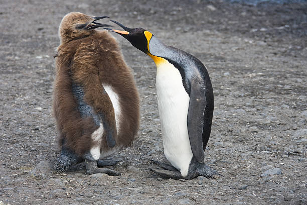 istock Female King penguin communicating with chicken South Georgia 182792009