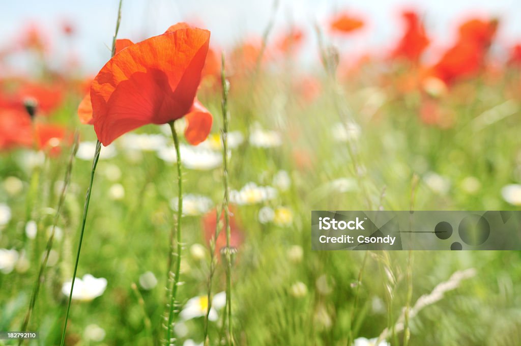 Des fleurs - Photo de Fleur - Flore libre de droits