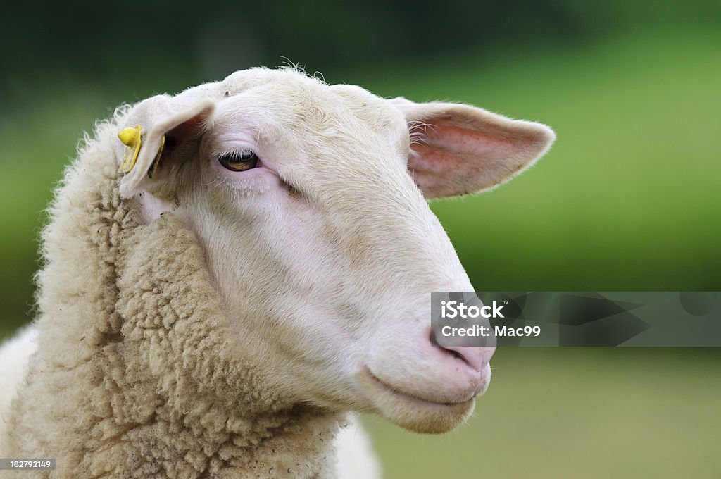 Retrato de ovelha - Foto de stock de Ovelha - Mamífero ungulado royalty-free