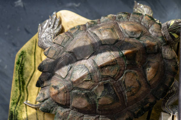 istock View directly above the shell of a turtle sunbathing 1827921694