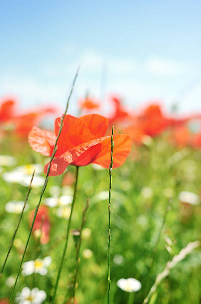 blumen - flower spring field nature stock-fotos und bilder