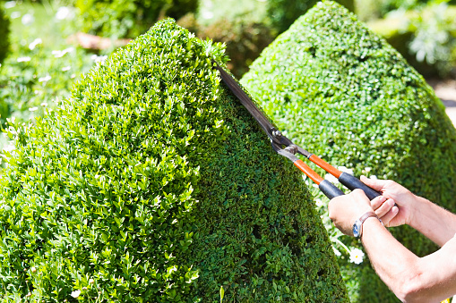 A gardener cuts the topiary box wood hedge into neatly trimmed cones.