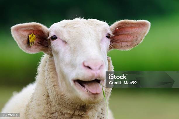 Photo libre de droit de Portrait De Moutons banque d'images et plus d'images libres de droit de Mouton - Mouton, Plan rapproché, Agriculture