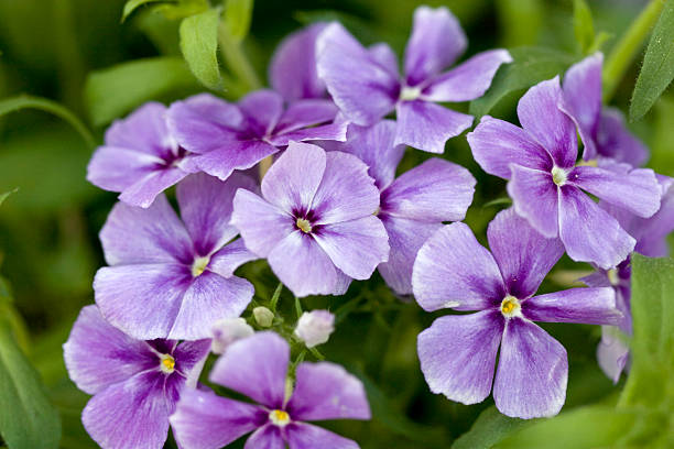 Pretty Purple Phlox stock photo