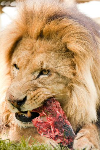 Portrait of a lion eating raw meat