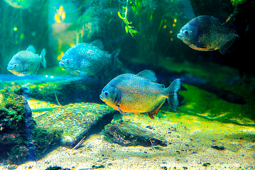 Piranhas kleine gefrässige Fische