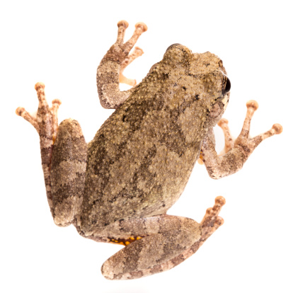 Gray Tree Frog Hyla Versicolor