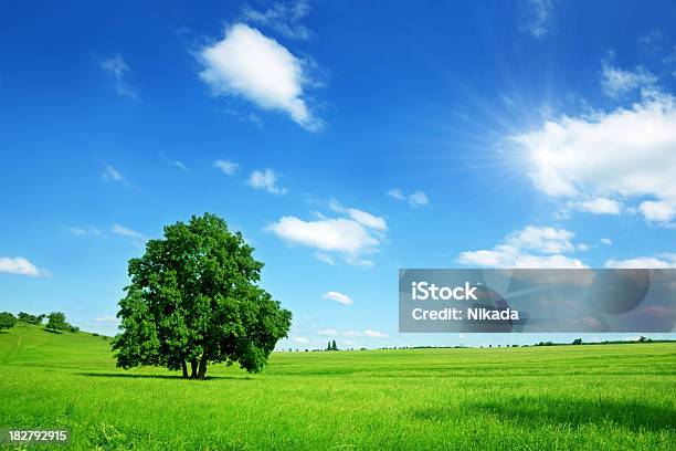 Paisaje De Verano Soleado Foto de stock y más banco de imágenes de Zona de prados - Zona de prados, Árbol, Cielo