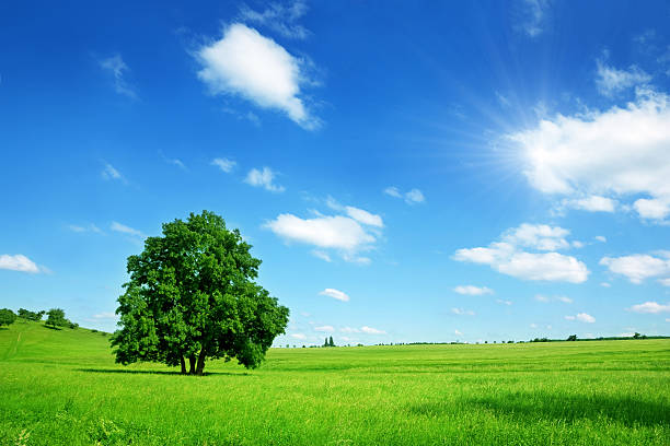 słoneczne lato krajobraz - standing water grass area meadow lawn zdjęcia i obrazy z banku zdjęć