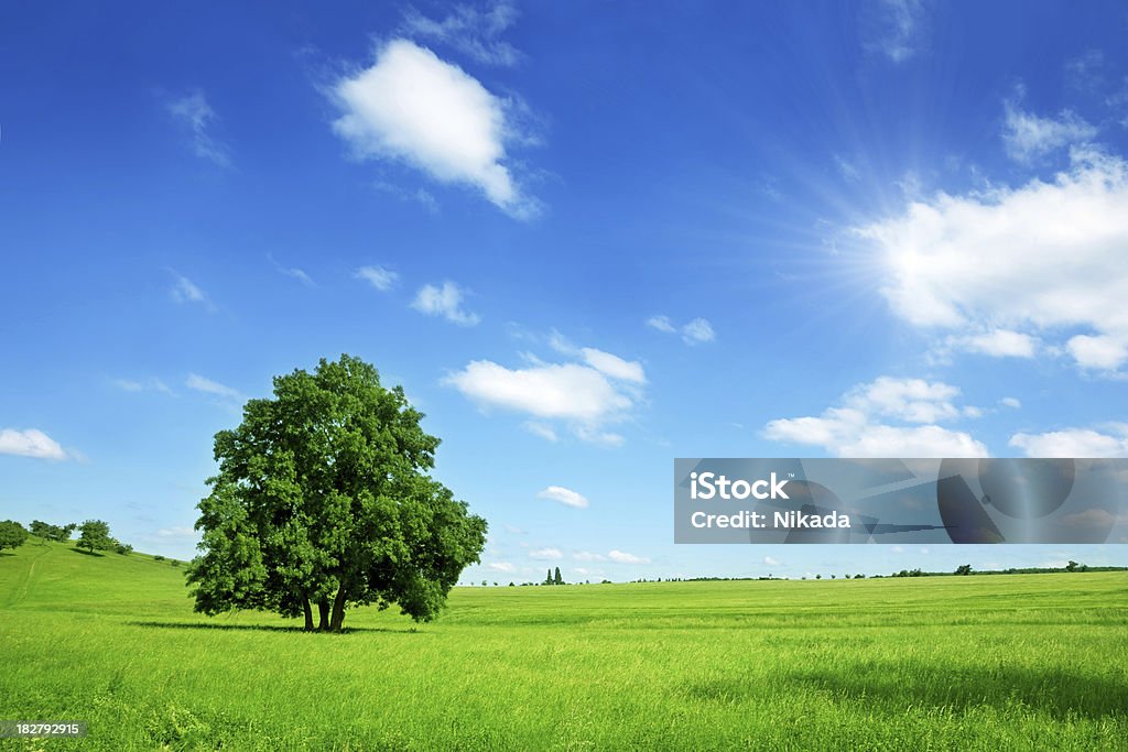 Солнечный летний пейзаж - Стоковые фото Площадь лугов и пастбищ роялти-фри