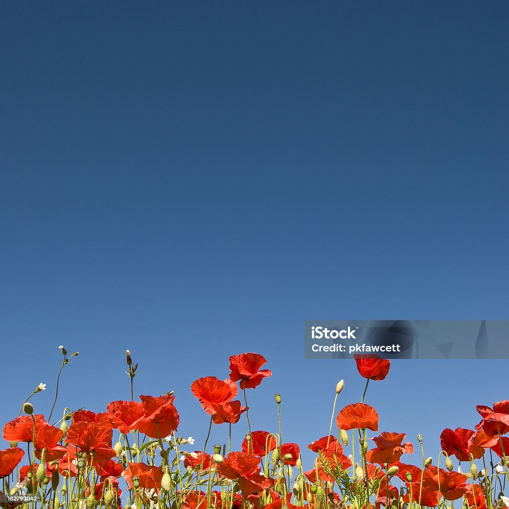 Poppies perfecto - Foto de stock de Agricultura libre de derechos