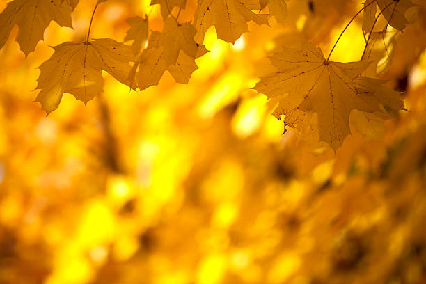 istock Beautiful autumn leaves 182793130