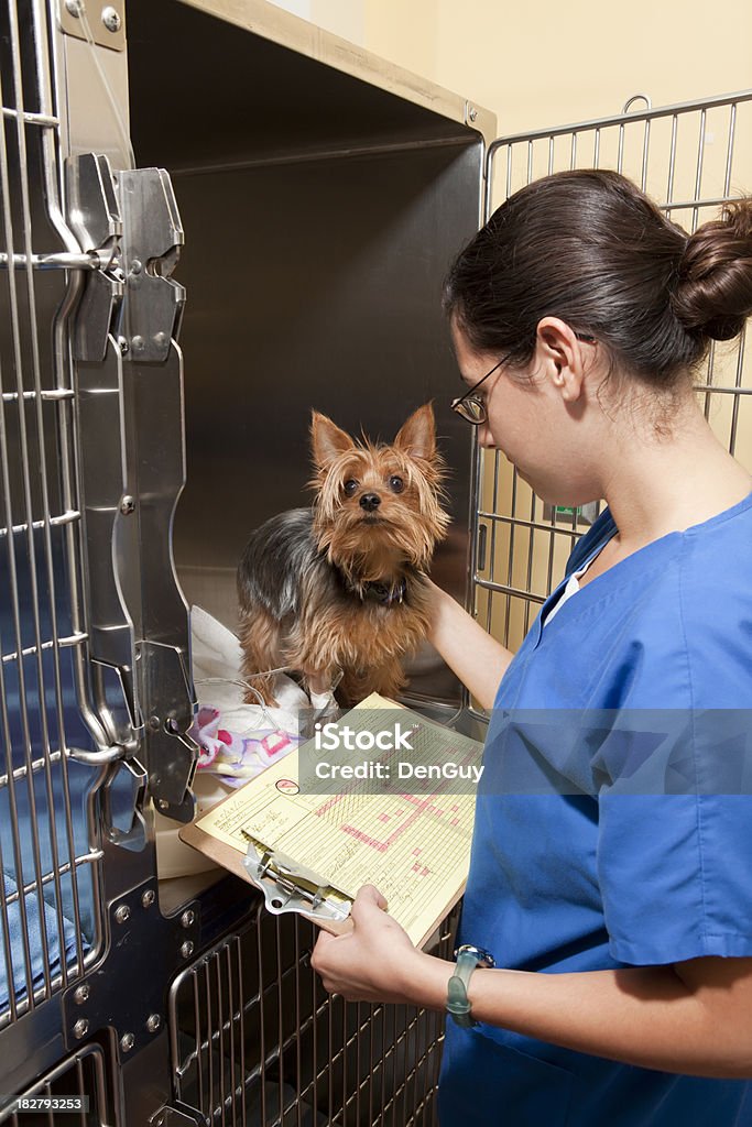 Vétérinaire examens Yorkie Technicien de soins intensifs - Photo de Vétérinaire libre de droits