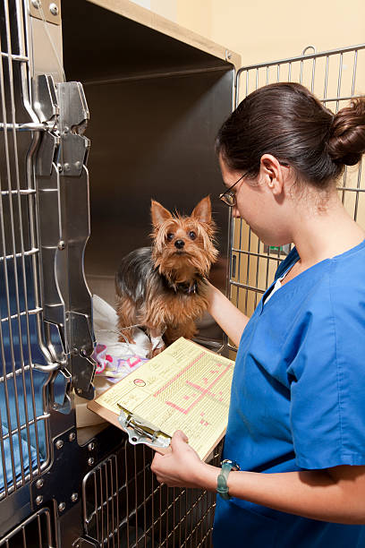 A veterinary technician working in the intensive care unit (ICU) examines a Yorkie.