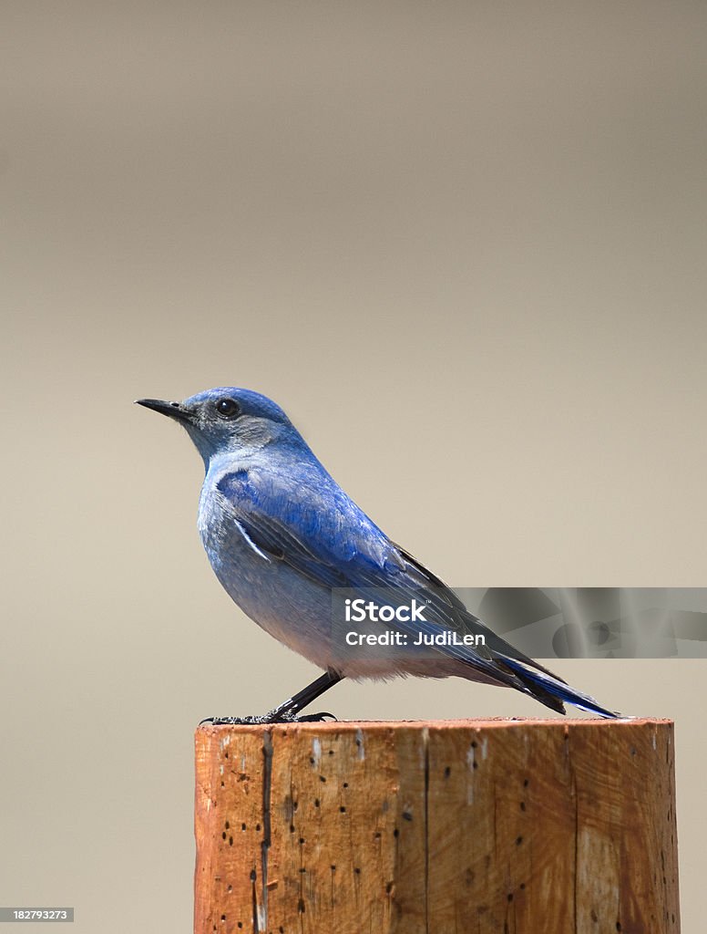 Bluebird auf post - Lizenzfrei Berg Stock-Foto