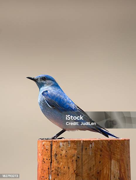 Bluebird En Post Foto de stock y más banco de imágenes de Animal - Animal, Azul, Azulejo - Pájaro
