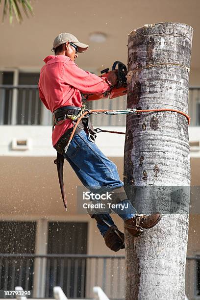 Corte Foto de stock y más banco de imágenes de Palmera - Palmera, Quitar, Árbol